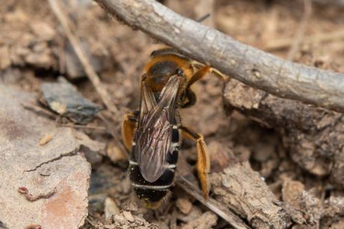 Réf. 299 775 : Halictus rubicundus