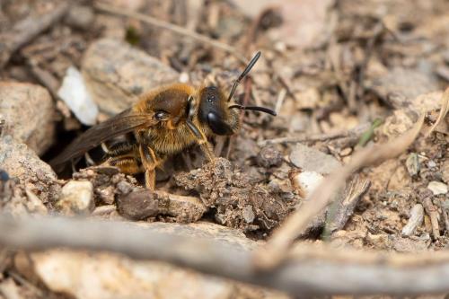 Réf. 299 773 : Halictus rubicundus