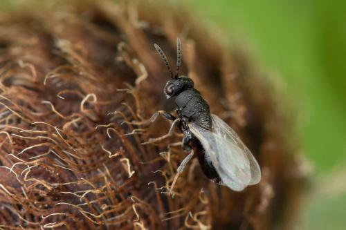 Eurytoma sp.