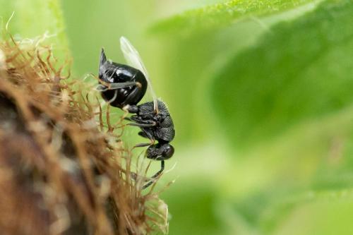 Eurytoma sp.