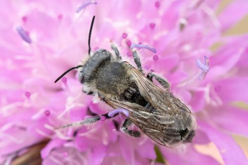 Réf. 299 010 : Hoplitis bisulca