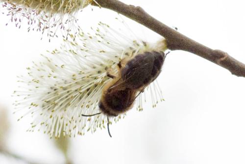Colletes cunicularius