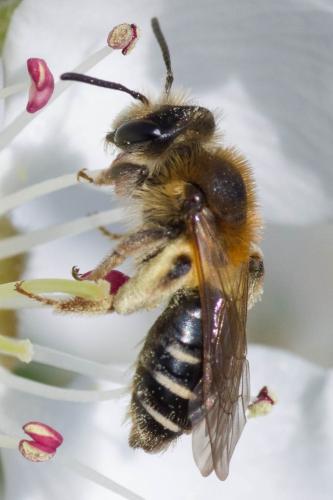 Andrena sp.