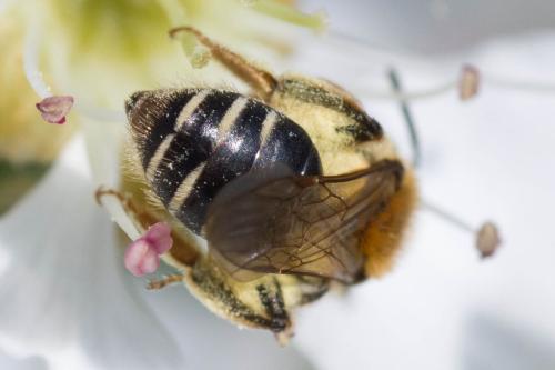 Réf. 299 762 : Andrena sp.