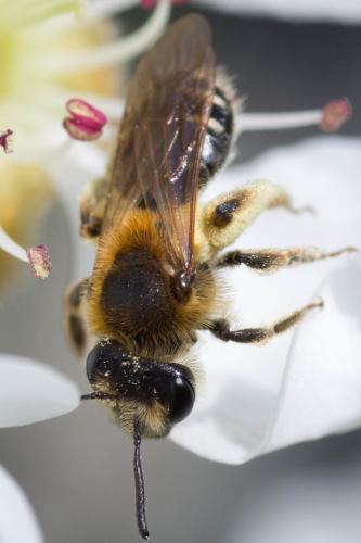 Andrena sp.