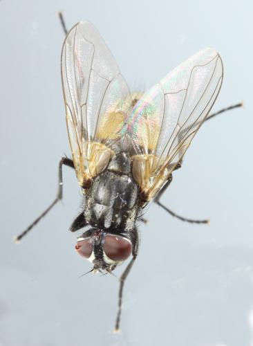 Réf. 299 298 : Musca domestica