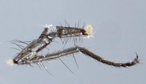 Egle sp.