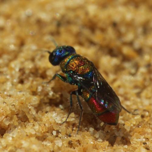 Chrysis cortii