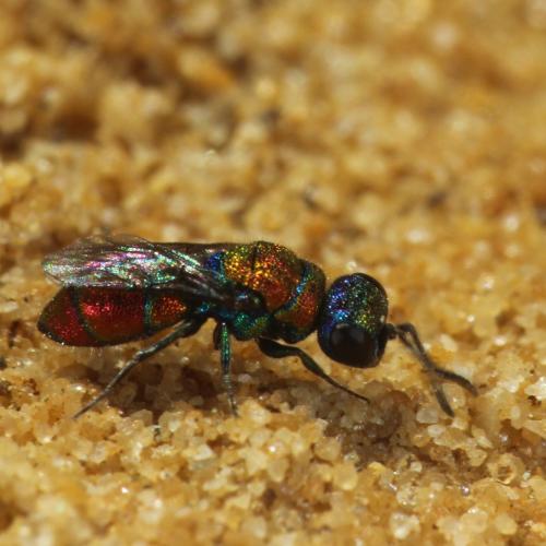 Chrysis cortii