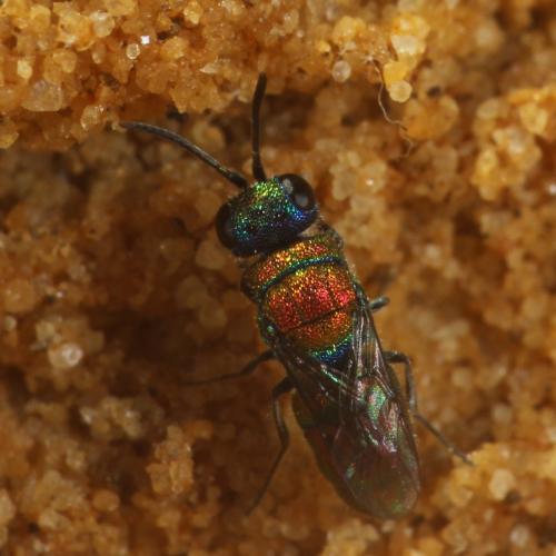 Chrysis cortii