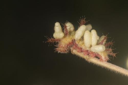 Cotesia sibyllarum