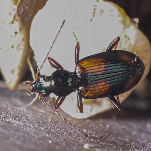 Bembidion scapulare