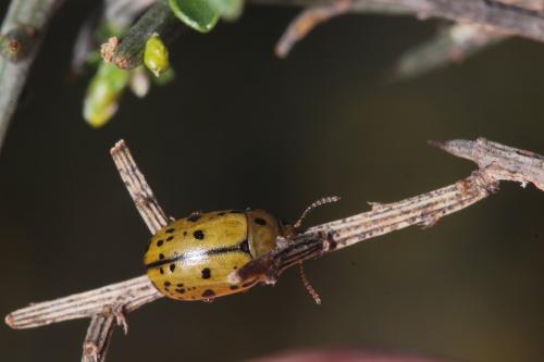 Réf. 299 240 : Gonioctena variabilis