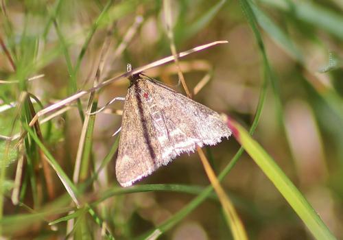 Pyrausta despicata