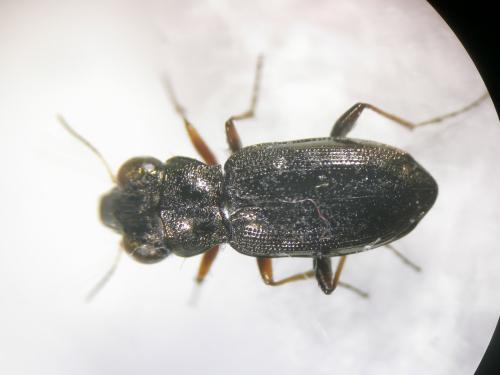 Réf. 299 446 : Notiophilus rufipes