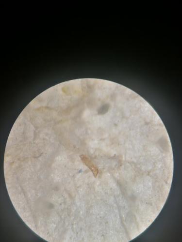 Philorhizus sp.