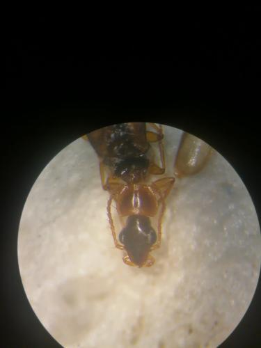 Philorhizus sp.