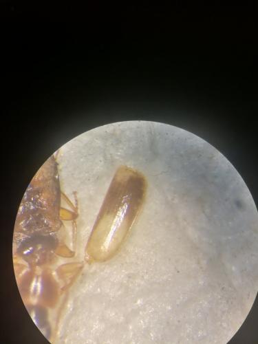 Philorhizus sp.