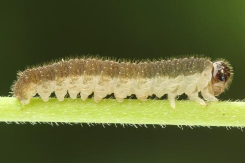 Réf. 299 931 : Tenthredo fagi