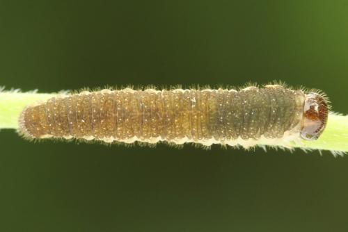 Réf. 299 932 : Tenthredo fagi