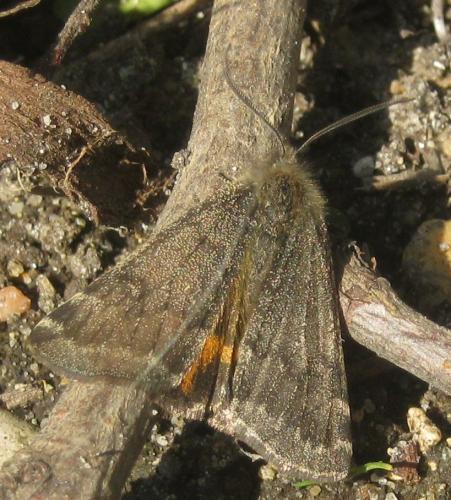 Boudinotiana notha