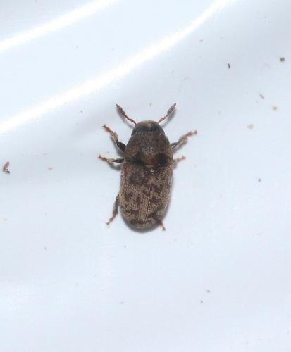 Réf. 299 866 : Hylesinus varius