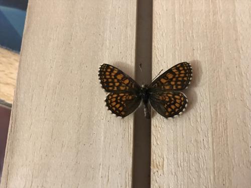 Melitaea aurelia