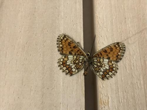 Réf. 299 032 : Melitaea aurelia
