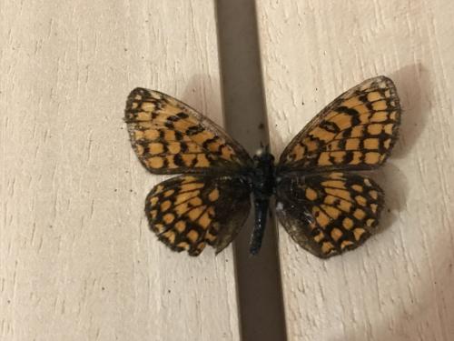 Melitaea athalia celadussa