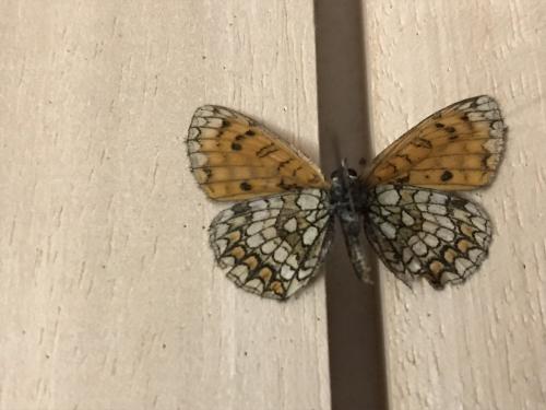 Melitaea athalia celadussa