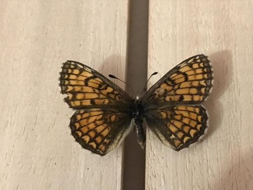 Melitaea athalia celadussa