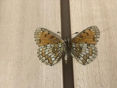Melitaea athalia celadussa