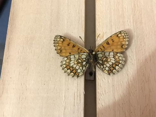 Melitaea athalia celadussa