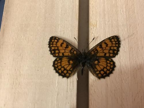 Melitaea athalia celadussa