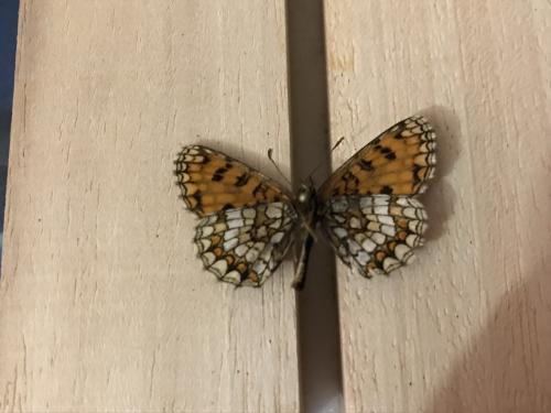 Melitaea athalia celadussa