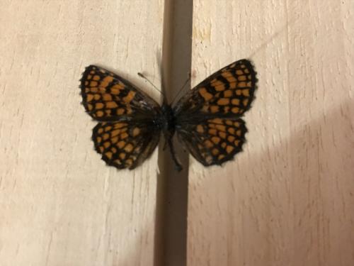 Melitaea athalia celadussa