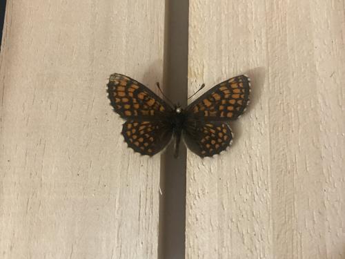 Melitaea aurelia