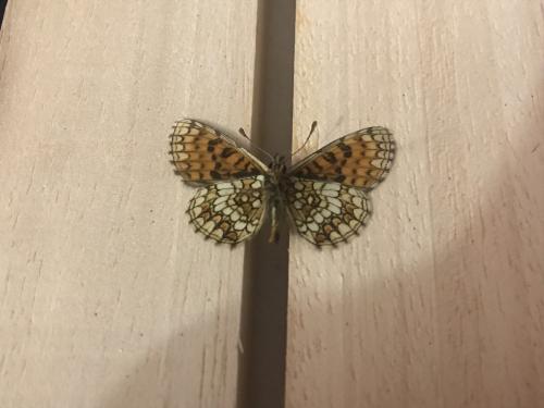 Réf. 299 531 : Melitaea aurelia