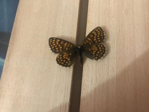 Melitaea aurelia