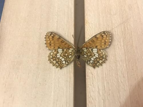 Melitaea aurelia