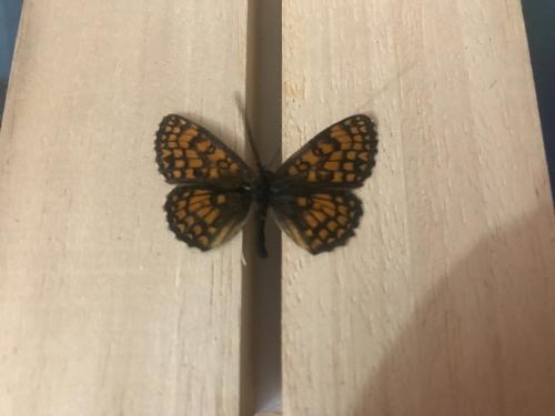 Melitaea athalia celadussa