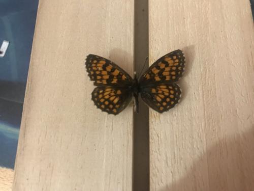 Melitaea athalia celadussa