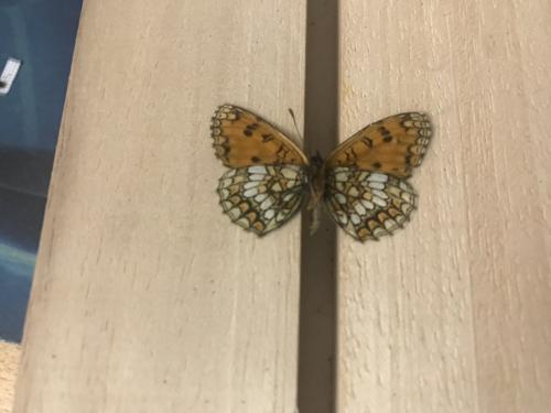 Melitaea athalia celadussa
