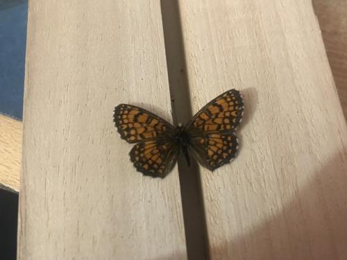 Melitaea athalia celadussa