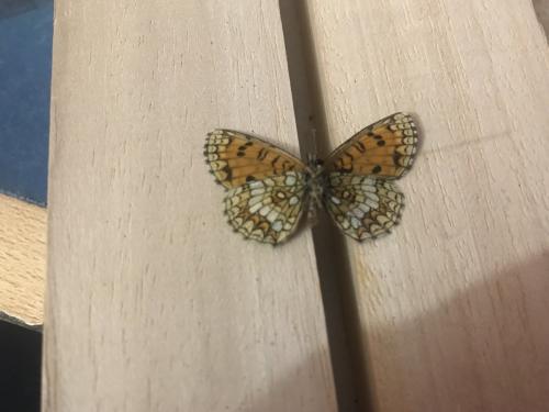 Melitaea athalia celadussa
