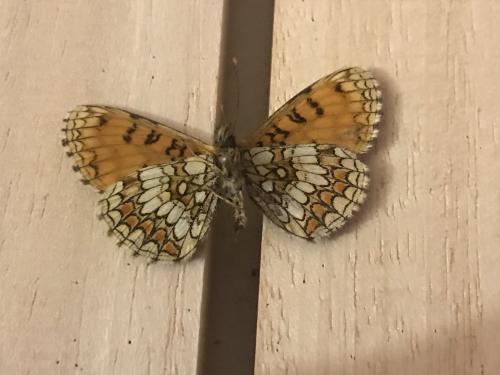 Melitaea athalia celadussa