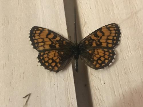 Melitaea athalia celadussa
