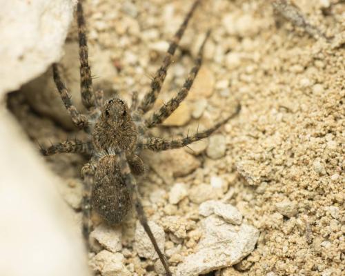 Pardosa morosa