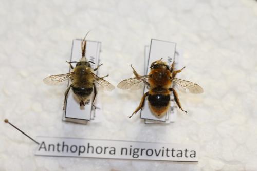 Réf. 299 376 : Anthophora nigrovittata