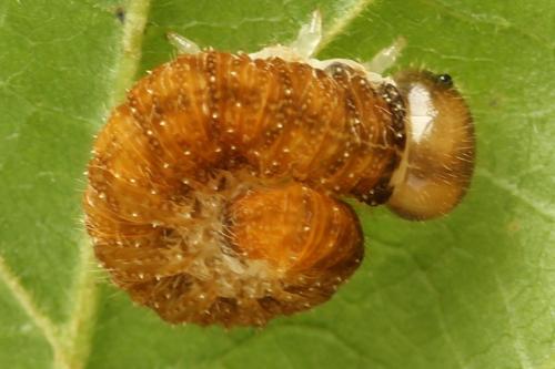 Réf. 299 933 : Tenthredo fagi